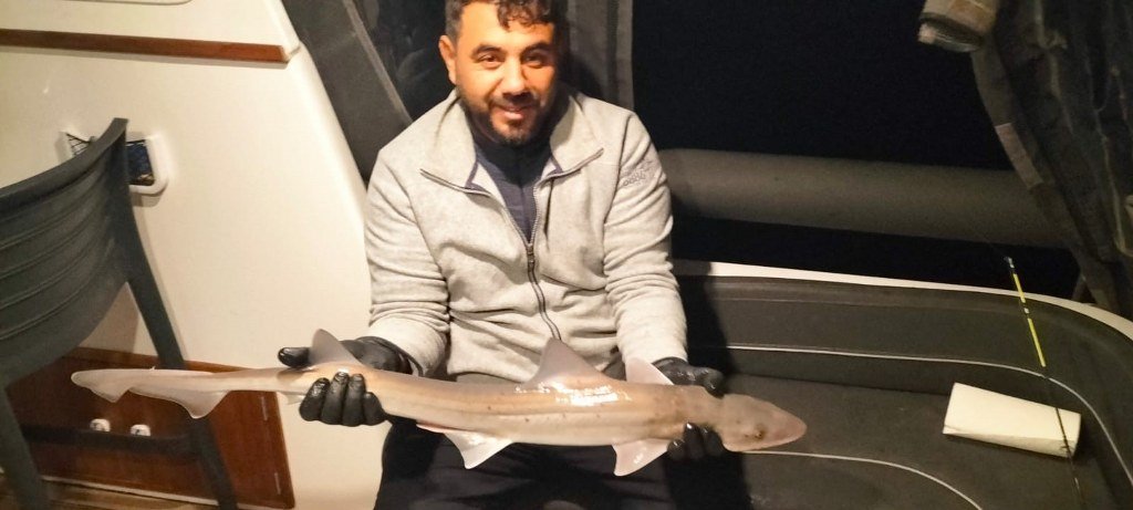 Amatör balıkçının oltasına camgöz cinsi köpek balığı takıldı