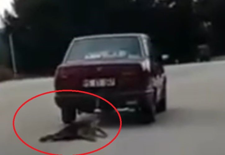 Köpeği aracının arkasında sürükleyen şahıs tutuklandı