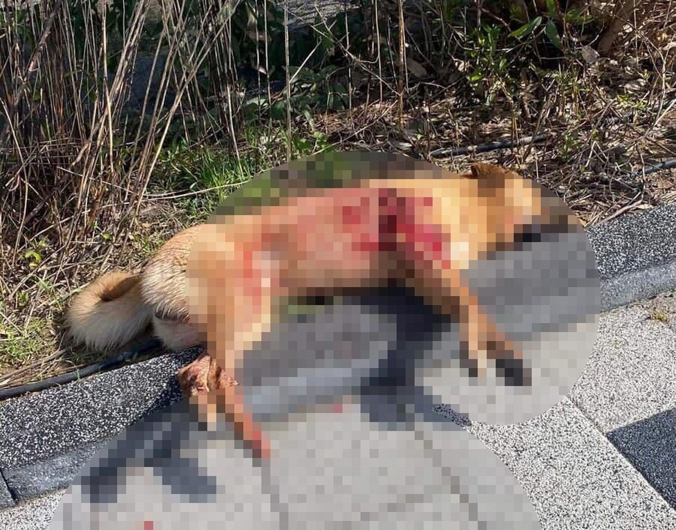 Bodrum'da iki köpeğin silahla vuruldu, soruşturma başlatıldı