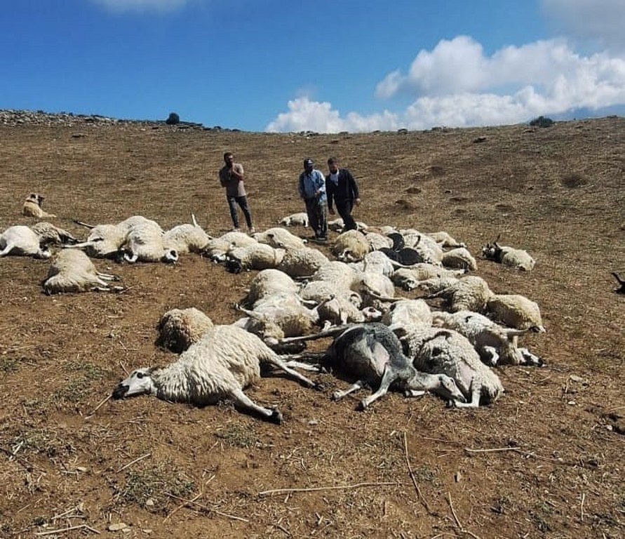 Sürüye yıldırım düştü: 58 koyun telef oldu