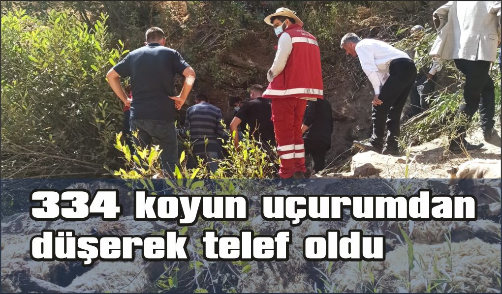 334 koyun uçurumdan düşerek telef oldu