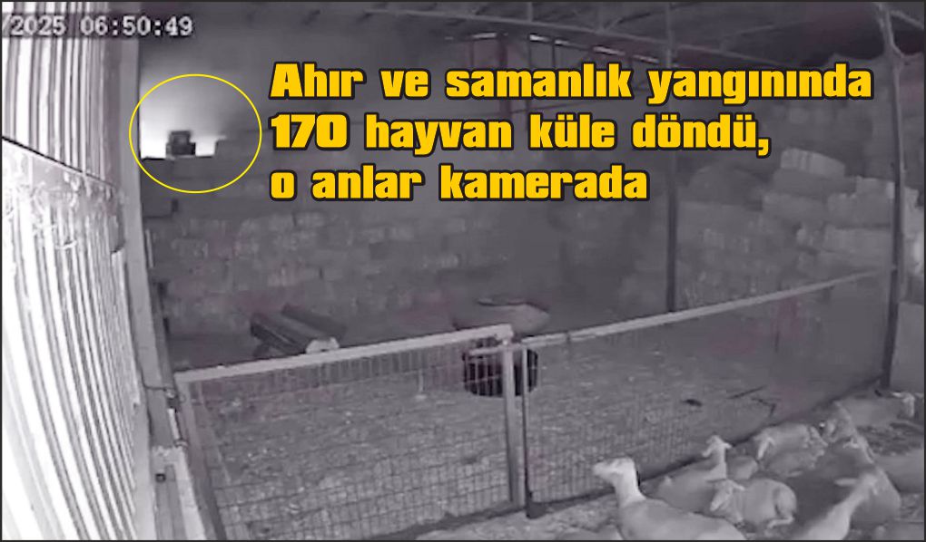 Ahır ve samanlık yangınında 170 hayvan küle döndü, o anlar kamerada