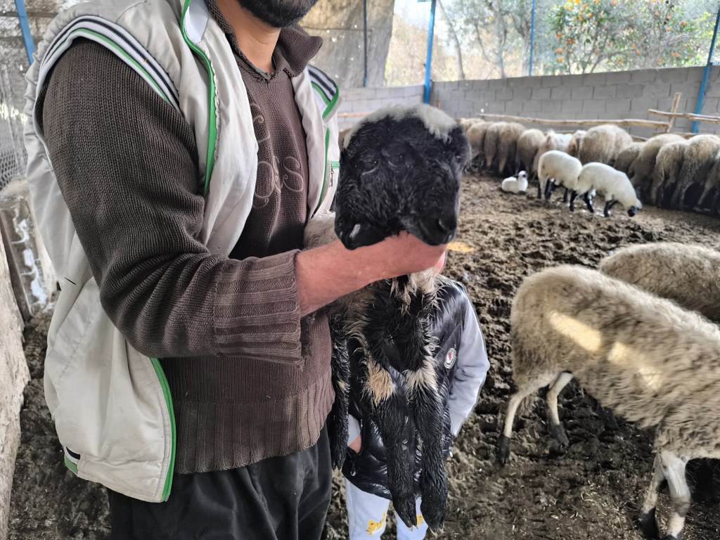 Çift başı ve 4 gözü ile doğan kuzu yaşama tutundu