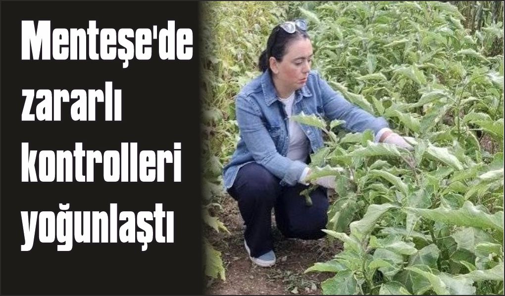 Menteşe'de zararlı kontrolleri yoğunlaştı