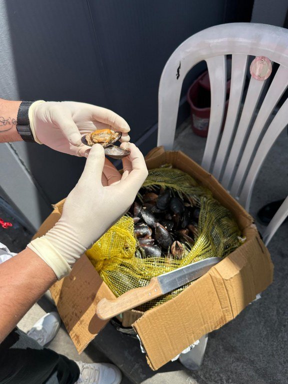 100 Kilogram sağlıksız midyeye el konuldu