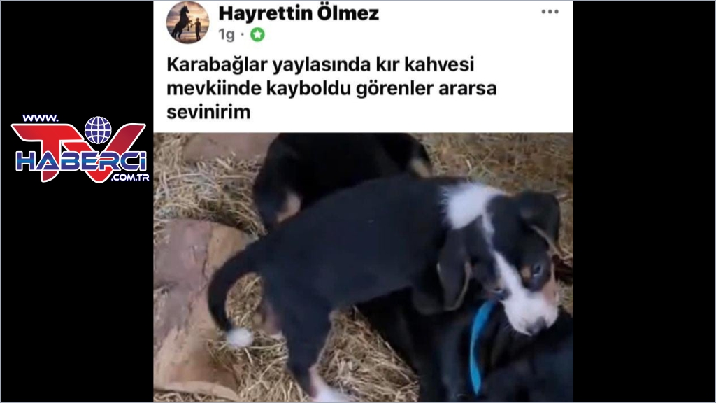Köpeği çalınan vatandaştan hırsıza çağrı