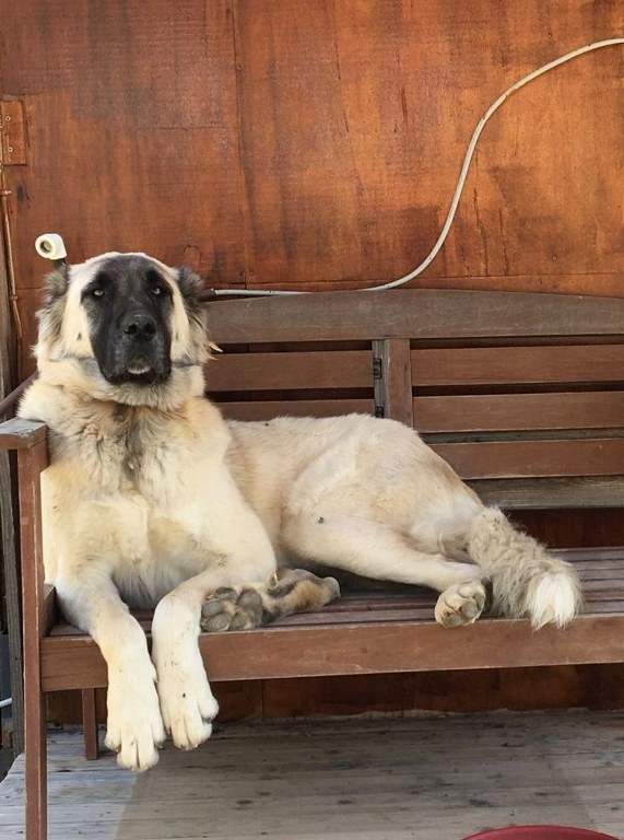  Yerleşim yerinde açılan ateş köpeği vurdu, inceleme başlatıldı