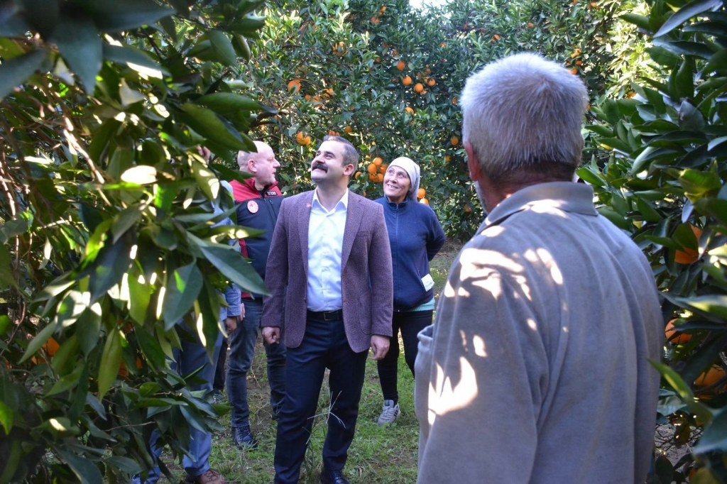 Kaymakam Kumcu, 'Köyceğiz Portakalı' hasadına katıldı