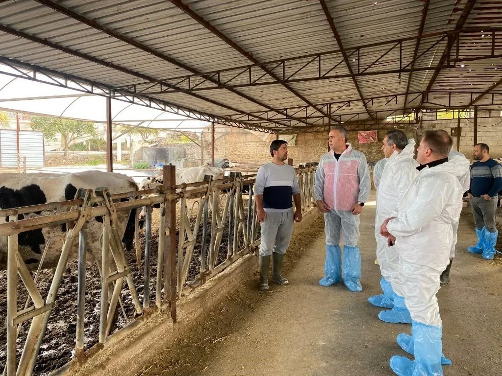 Aydın'da şap hastalığına karşı 565 bin 687 doz aşı uygulandı