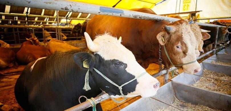 Kapatılan 14 ilde daha hayvan pazarları yeniden açıldı