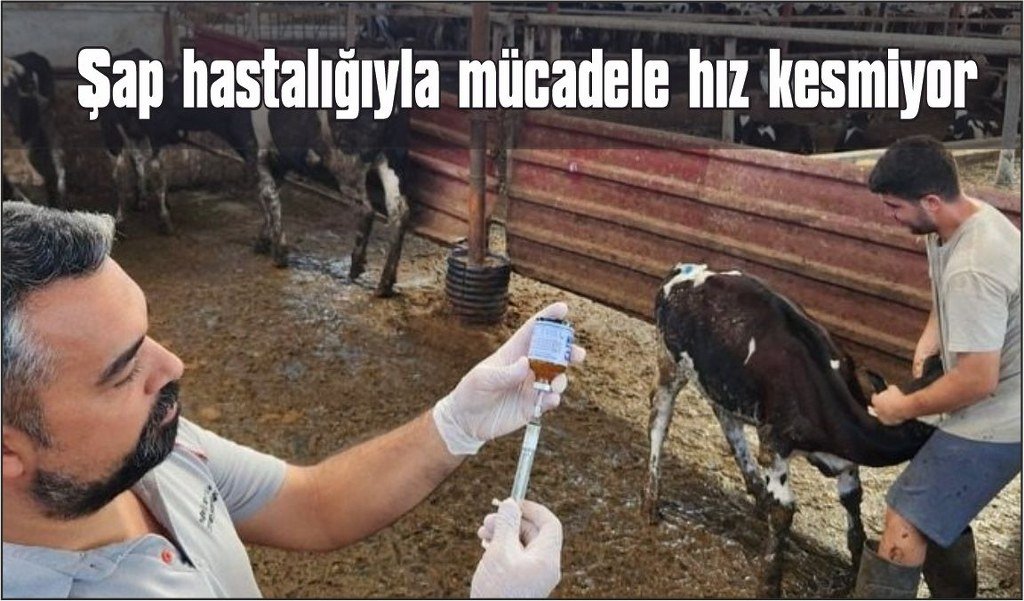Muğla'da şap hastalığıyla mücadele hız kesmiyor