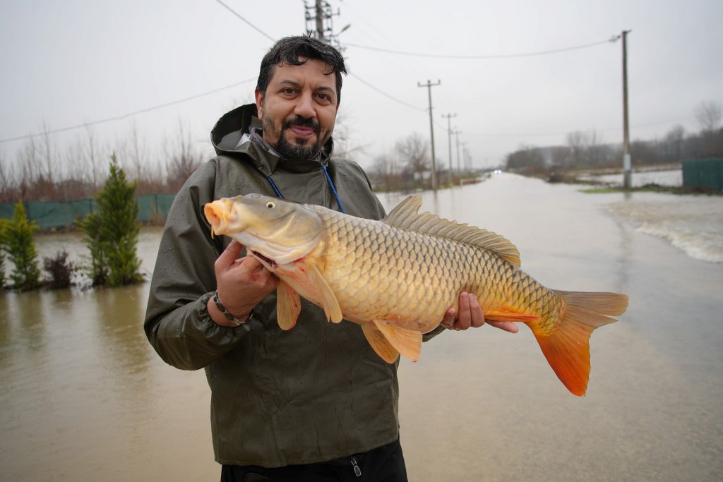 Tarlalardan sazan balığı yakaladılar