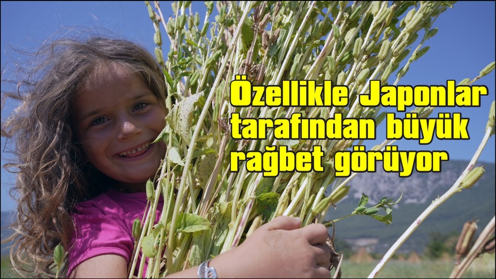 Japonlar'ın suşi susamı Gökova'dan