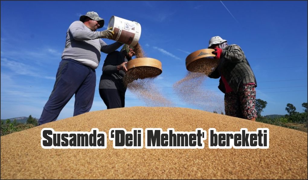 Altın susamda ‘Deli Mehmet' bereketi