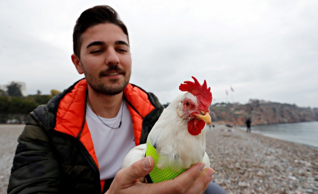 Falezlerden düşen tavuğu kurtarıp sahiplendi, şimdi yanından ayrılmıyor