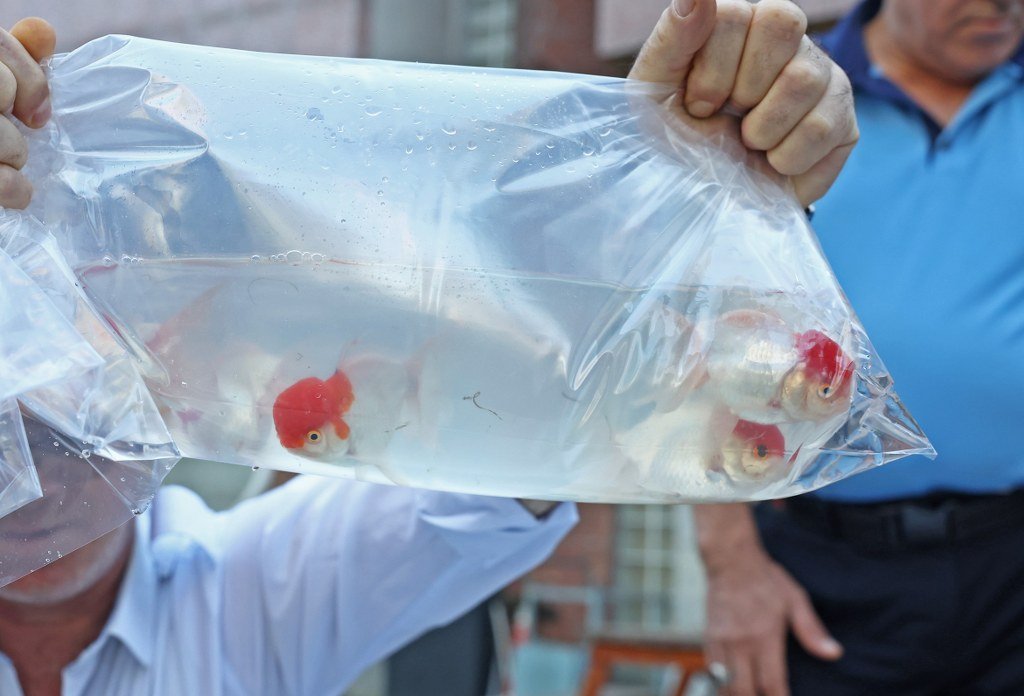 Tayland'tan süs balıkları, Tokat'tan horoz, İstanbul'dan kalkan balığı