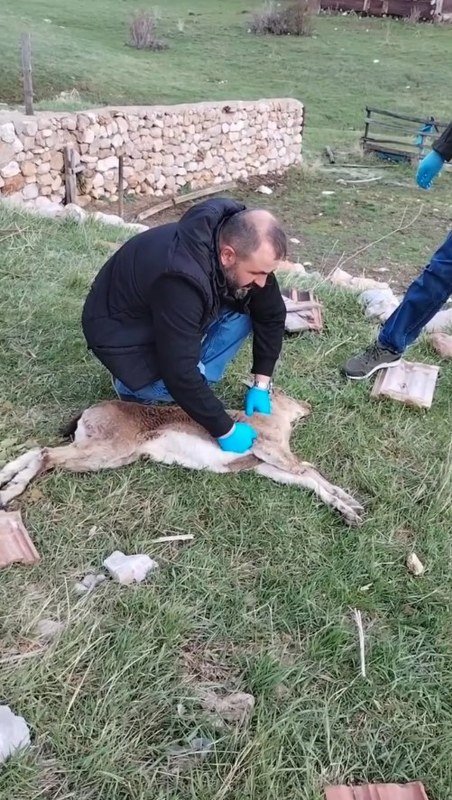 Baygın bulunan yaban keçisi kalp masajıyla hayata döndürüldü