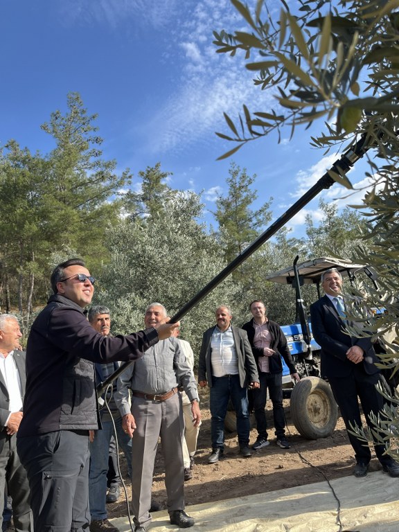 4 bin yıllık Hyllarima Antik Kentinde Zeytin hasadı