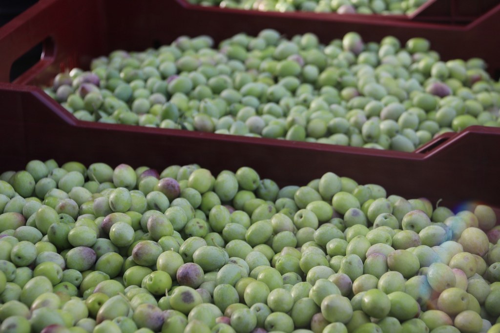 Fethiye'de yeşil zeytinin kilosu  40 ila 50 TL arasında alıcı buluyor