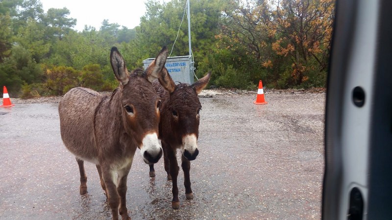 Yoldaki başıboş eşekler tehlike saçıyor