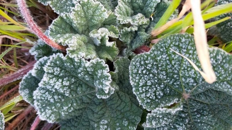 Muğla’nın sahil kesimlerine zirai don uyarısı