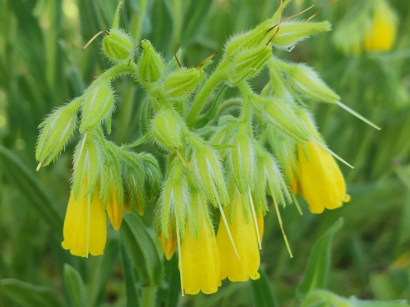 Yeni bitki türü keşfedildi
