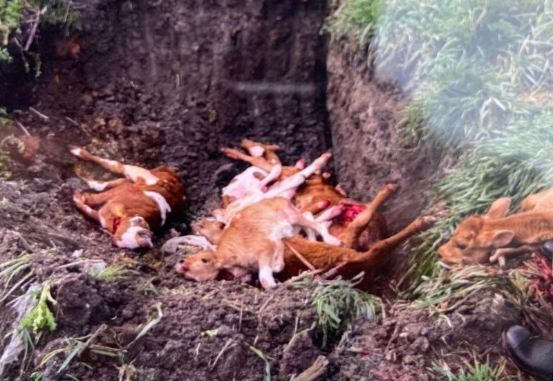 12 buzağı itlaf edildi