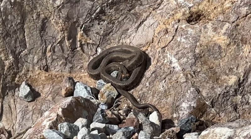 Brezilya’nın ‘Yılan Adası’ değil Yüksekova