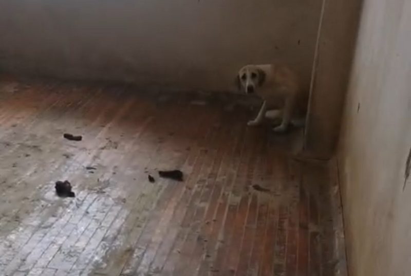 Evinde 12 köpekle yaşayan kadın gözaltına alındı