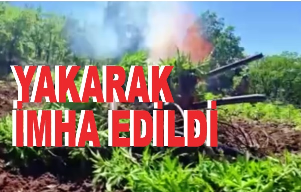 174 ton toz esrar elde edilebilecek kenevir ve skunk ele geçirildi