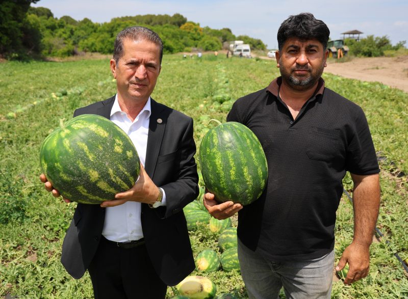 Tescilli Adana karpuzunda hasat başladı: Kilogramı 20-24 lira