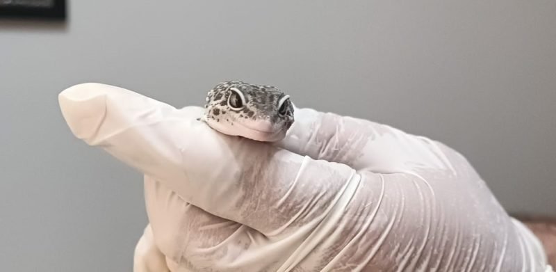 5 ildeki operasyonlarda 96 egzotik hayvan ele geçirildi