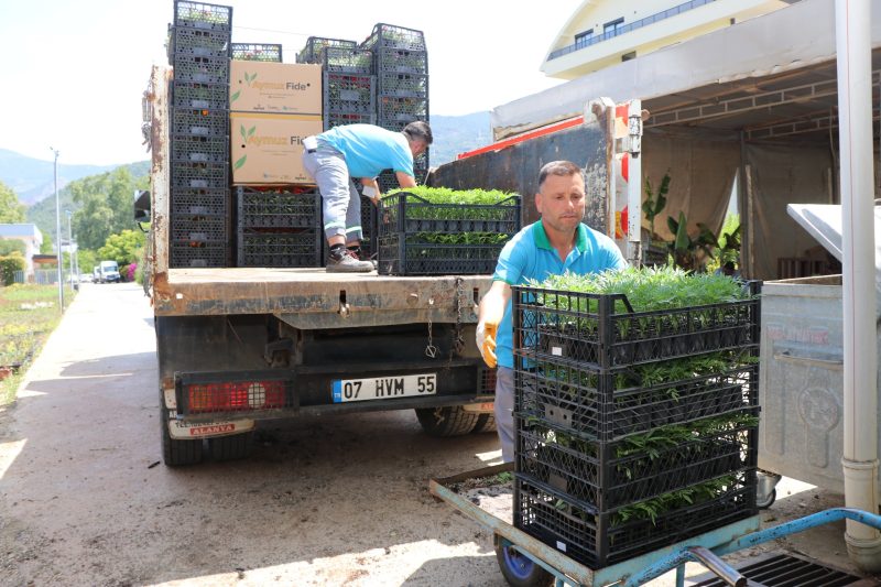  Alanya Belediyesi arife günü mezarlıklarda çiçek dağıtacak