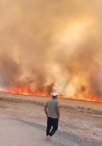 40 dönüm ekili arazi yandı