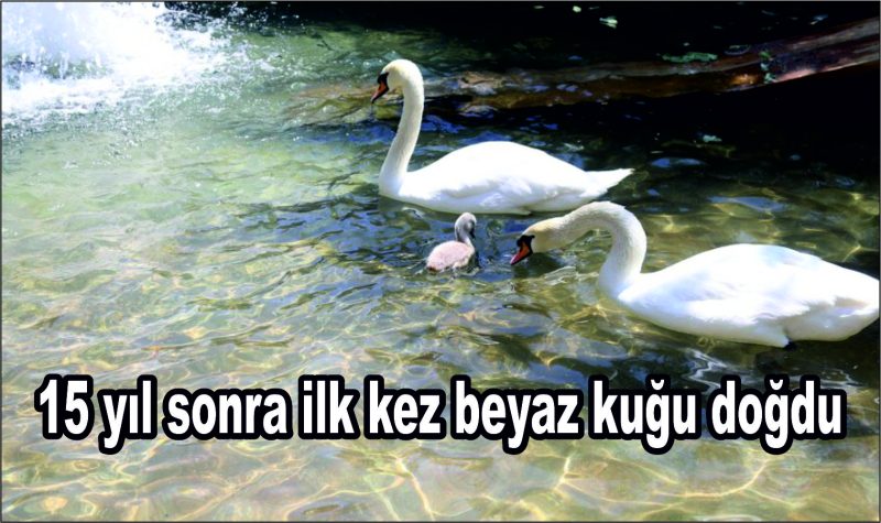 Kuğulu Park’ta 15 Yıl Sonra Beyaz Kuğu Sevinci