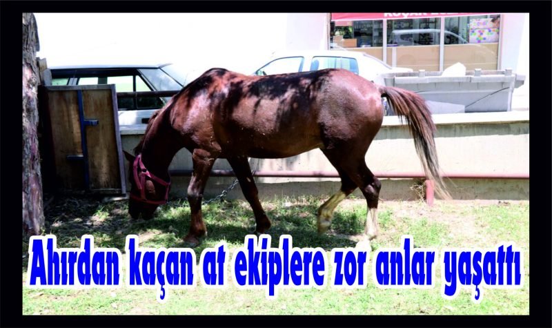 Ahırdan kaçan at ekiplere zor anlar yaşattı