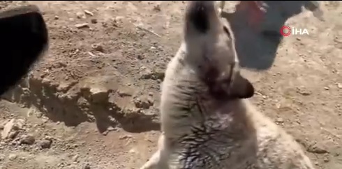 Personel yetersiz kalınca köpekler birbirini parçaladı