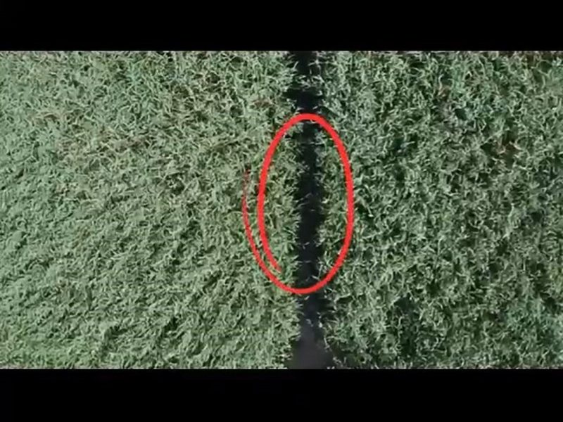 Sülük toplamak için gitti kayboldu