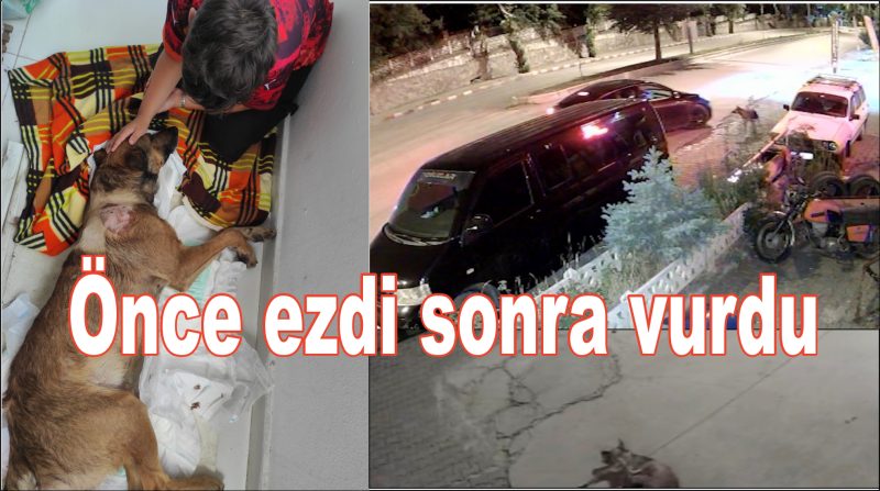 Köpeği önce aracıyla ezmeye çalıştı ardından tüfekle vurarak felç bıraktı