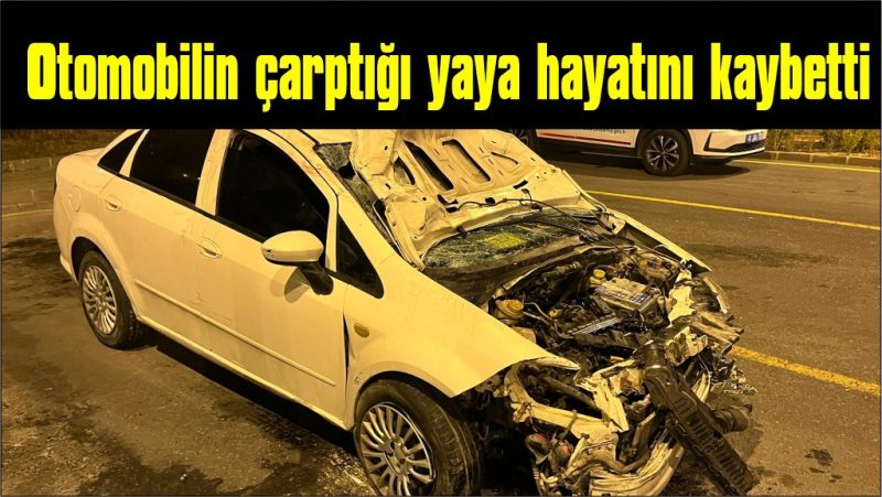 Otomobilin çarptığı yaya hayatını kaybetti