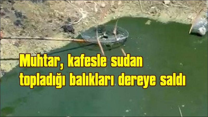 Sıcaktan dolayı kuruyan sazlıktaki balıklar telef olmaktan kurtarıldı