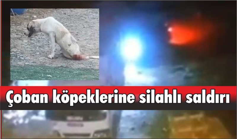 Çoban köpeklerine silahlı saldırı