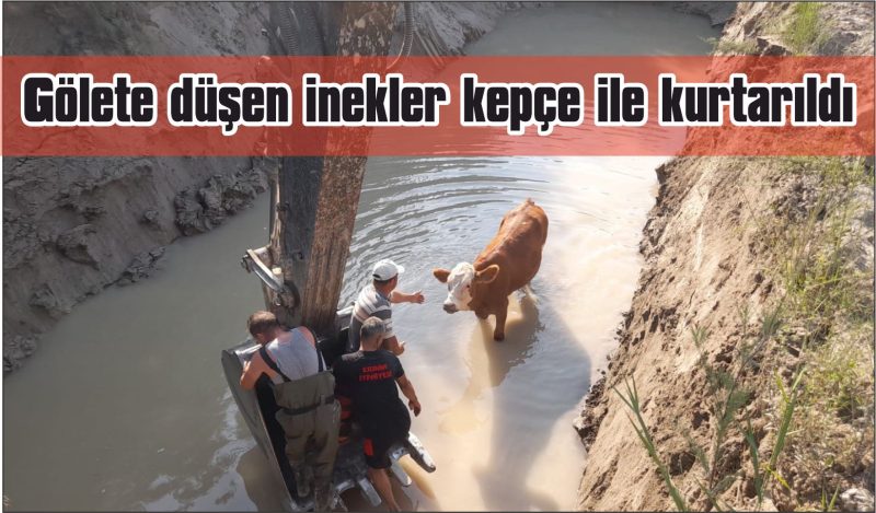 Gölete düşen inekler kepçe ile kurtarıldı