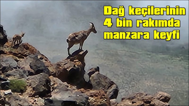  4 bin rakımda dağ keçileri görüntülendi