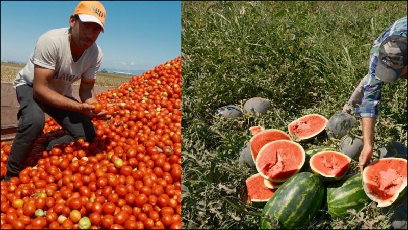 Iphone 17 almak için 30 tır karpuz ya da 2 tır domates satmak gerekiyor