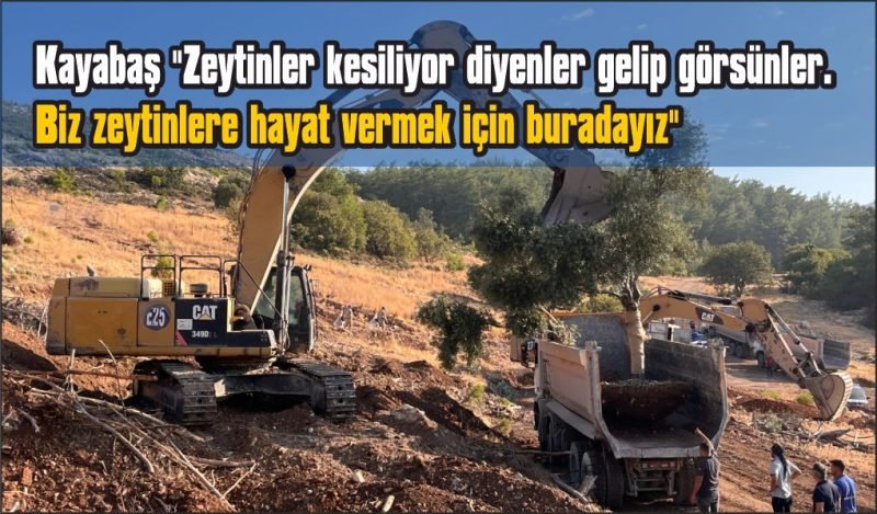 Milas’ta zeytin ağaçları taşınarak yaşatılıyor