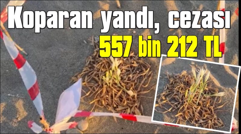  Kum zambaklarını koparan yandı, cezası 557 bin 212 TL