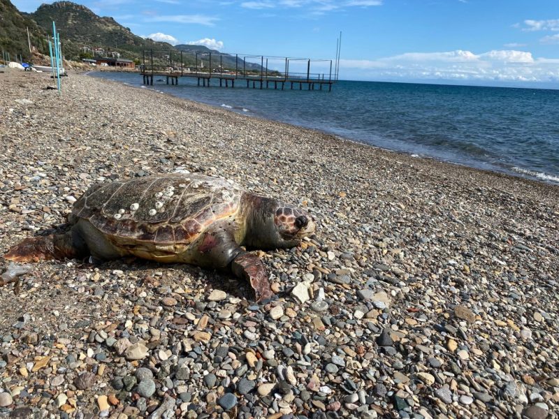 Sahile ölü caretta carettalar vurdu