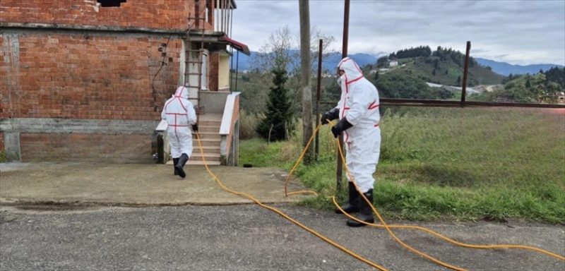 Kahverengi kokarcaya karşı mücadele sürüyor