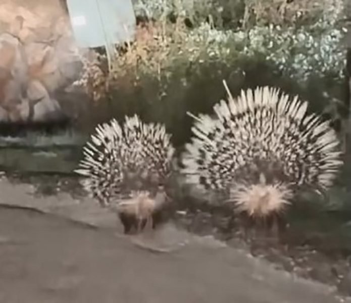 Oklu kirpiler kameraya yansıdı